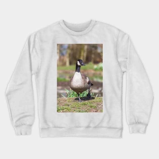 Canada Goose Crewneck Sweatshirt by GrahamPrentice